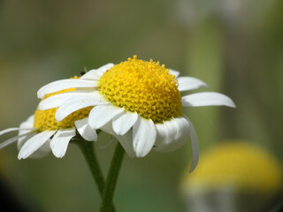 Natura