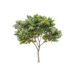 Isolated Green Tree with Lush Foliage on Transparent Background