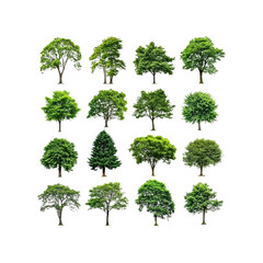 Fototapeta premium Collection of Isolated Green Trees Diverse Species and Shapes for Design Projects