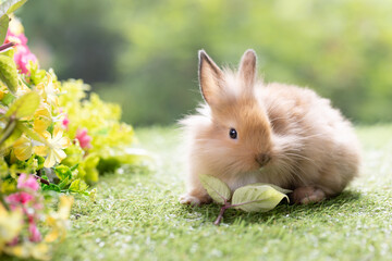 Bunny easter fluffy rabbit eating food, vegetables, carrots, baby corn on green garden nature flowers background on sunny day, Lovely mammal with bright eyes in nature life. Symbol of easter day.