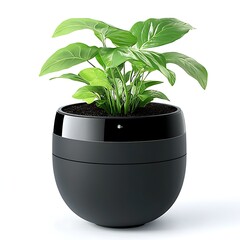 Elegant Peace Lily Growing in a Modern Pot Creating a Serene and Calming Indoor Space Sett