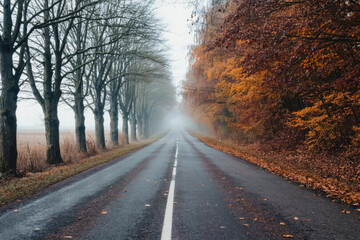 A straight road flanked by trees, perfect for scenic drives or peaceful walks