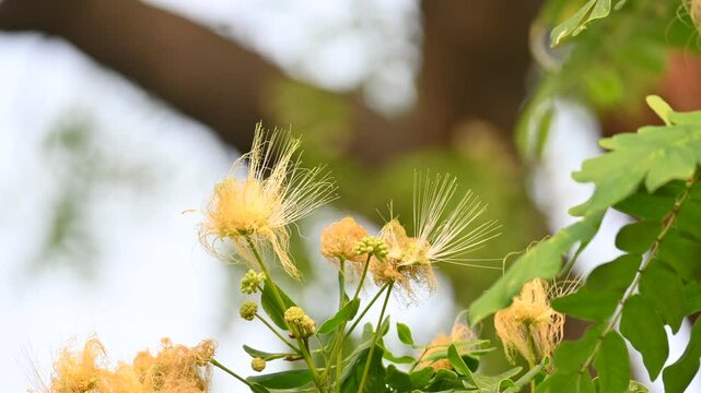 Albizia lebbeck flowers. Its Common names shirisha tree, siris,&nbsp;Indian siris,&nbsp;East Indian walnut,&nbsp;Broome raintree,&nbsp;lebbeck,&nbsp;lebbek tree,&nbsp;frywood, flea tree and&nbsp;woman's tongue tree.