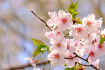 A close-up shot showcases a vibrant display of pale pink cherry blossoms clustered along a thin, dark branch. The background is  blurred, hinting at a bright sky that makes the flowers with text space