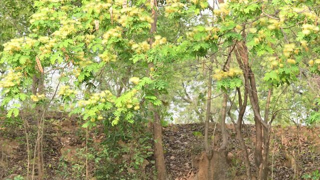 Albizia lebbeck flowers. Its Common names shirisha tree, siris,&nbsp;Indian siris,&nbsp;East Indian walnut,&nbsp;Broome raintree,&nbsp;lebbeck,&nbsp;lebbek tree,&nbsp;frywood, flea tree and&nbsp;woman's tongue tree.