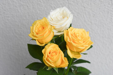 黄色と白のばら