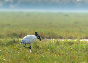 The Black Headed Ibis is a species of wading bird of the ibis family with its Kill,