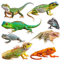 Fototapeta premium set of iguana isolated