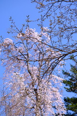 A close-up shot showcases a vibrant display of pale pink cherry blossoms clustered along a thin, dark branch. The background is softly blurred, hinting at a bright sky that makes the flowers the clear