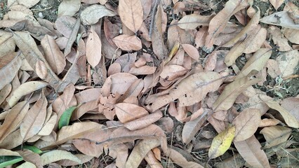 Brown autumn leaves have fallen and cover the ground, creating a natural leaf litter texture on the forest floor, a carpet of dry, dead leaves