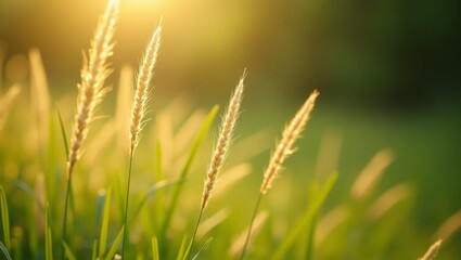 Fototapeta premium Golden Sunlight on Meadow Grass