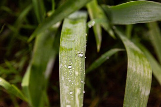 Gouttes d'eau sur une grande feuille verte en gros plan dans une ambiance v&eacute;g&eacute;tale verte en arri&egrave;re plan