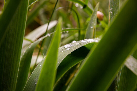 Gouttes d'eau sur des grandes feuilles vertes en premier plan dans une ambiance v&eacute;g&eacute;tale verte en arri&egrave;re plan