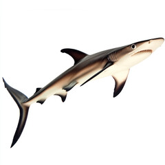 Fototapeta premium great white shark