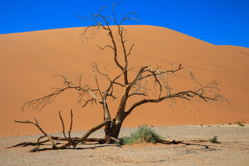 Deadvlei salt pan with dried-up Carmel thorn trees in Sossusvlei, Namibia. Dry, dead trees, red sand dunes, and cloudless blue skies characterize the spectacular landscape of the Namib Desert. Namibia