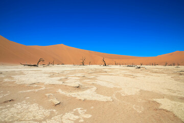 Deadvlei salt pan with dried-up Carmel thorn trees in Sossusvlei, Namibia. Dry, dead trees, red sand dunes, and cloudless blue skies characterize the spectacular landscape of the Namib Desert. Namibia