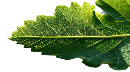 Naklejka premium Leaf's Delicate Veins: A close-up shot showcases the intricate beauty of a single leaf, its vibrant green surface illuminated by natural light, with delicate veins and textured details.