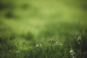 A field of grass with a few weeds in it