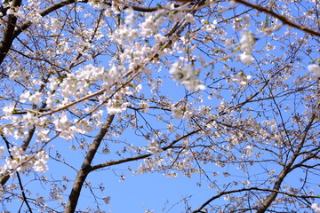 A close-up shot showcases a vibrant display of pale pink cherry blossoms clustered along a thin, dark branch. The background is softly blurred, hinting at a bright sky that makes the flowers the clear