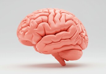Anatomical model showing a pink brain with visible gyri and sulci on a light gray background color