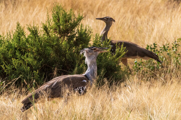 A Kori Bustard -Ardeotis kori- stands tall in Samburu National Reserve, Kenya. Its mottled gray and...