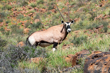 On the way up. A Gemsbok bull (Oryx gazella) pauses on it's way up an escarpment in the Sneeuberg...