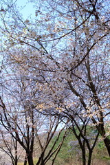 A close-up shot showcases a vibrant display of pale pink cherry blossoms clustered along a thin, dark branch. The background is softly blurred, hinting at a bright sky that makes the flowers the clear