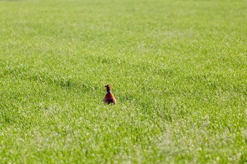(Phasianus colchicus) standing hidden in a green wheat field