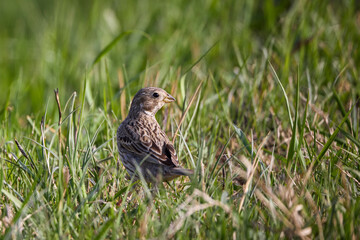 Corn Bunting feeding in the grasses, Bahrain
