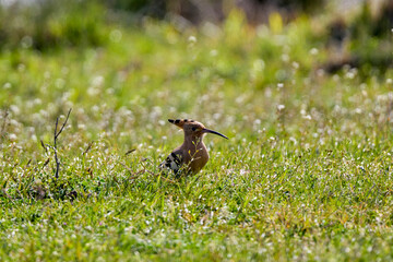 a (Upupa epops) sits in the grass on a spring day