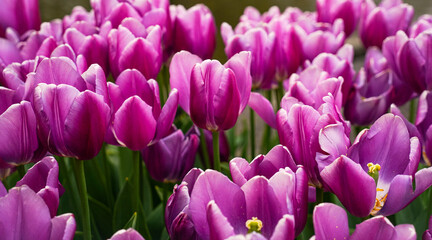 Fototapeta premium purple and white tulips