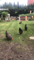 chicken garden
