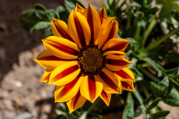 Yellow and red treasure flower head on a sunny spring day