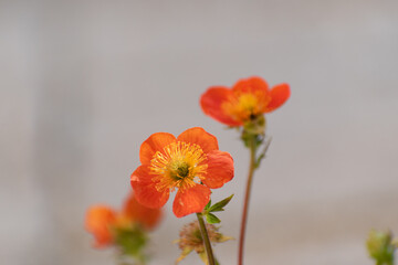 Close up of blooming scarlet avens (Geum coccineum)