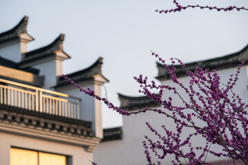 Traditional Chinese Architecture and Spring Blossoms