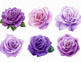 Fototapeta premium flowers,rose,roses,purple,watercolor,floral,bloom,nature,botanical,petals,blossom,beautiful,garden,decoration,plant,romantic,elegant,violet,art,illustration,design,isolated,white,background,pretty,nat