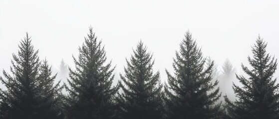Misty Evergreen Forest Landscape with Dense Fog and Silhouette Trees Creating a Tranquil and Atmospheric Scene in Nature