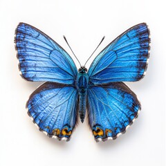 Adonis Blue Butterfly Close-up