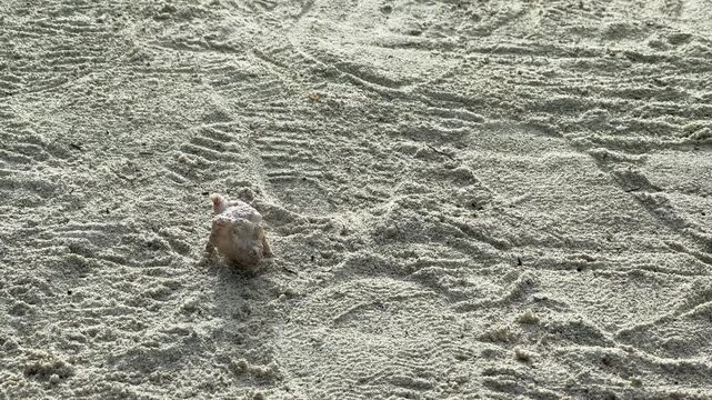 Hermit crab on the beach