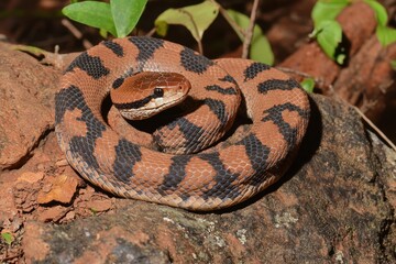 Fototapeta premium Malabar pit viper coiled around a tree branch in the Western Ghats of India, its venomous head poised