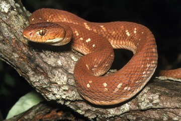 Obraz premium Malabar pit viper coiled around a tree branch in the Western Ghats of India, its venomous head poised