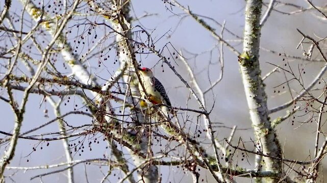 Witness a vibrant Red-bellied Woodpecker clinging to the bare branches of a winter tree, beautifully illuminated by the warm, late afternoon sunlight. 