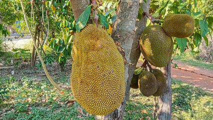 Jackfruits Maturing on Tree in Tropical Woodland