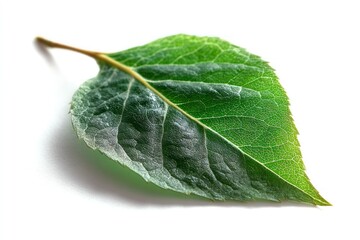 Obraz premium Isolated Green Leaf Detailed Closeup on White Background Macro Shot