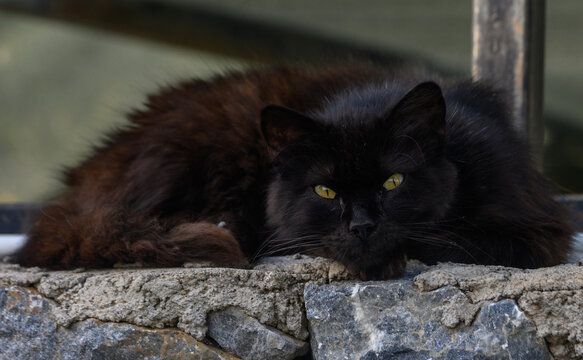 Mysterious black cat lounges lazily on a stone wall against a tranquil backdrop of nature in afternoon light