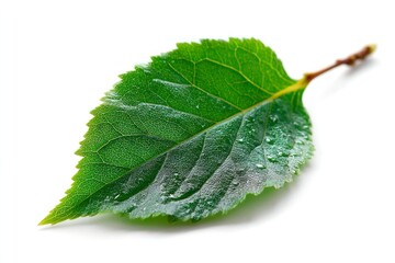 Fresh Green Leaf with Water Droplets Isolated on White Background
