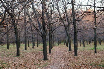 Almaty City Kazakhstan 2 November 2024. First President's Park in Almaty