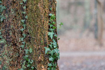 Ivy plant wrapping on a tree bark. Growing creeper plant in a forest in Germany. Close-up of the green leaves in the nature.