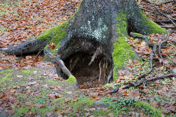Den of a brown bear to hibernate. The animal digged a hole beneath a tree. The roots are keeping the dirt together that the den does not collapse. The area in front of a cave can be dangerous.