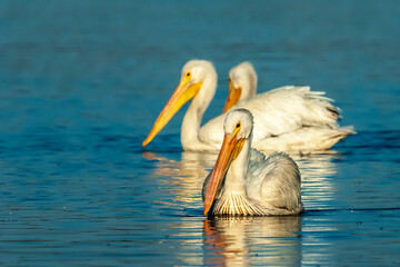 Three American White Pelicans Swimming
